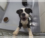 LUNA - Female Mutt Dog for Adoption - Small photo