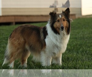Mother of the Shetland Sheepdog puppies born on 03/31/2023