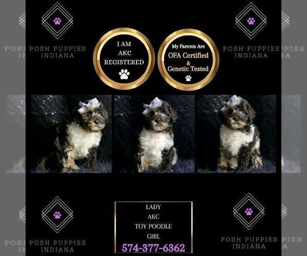 Medium Photo #49 Poodle (Toy) Puppy For Sale in WARSAW, IN, USA