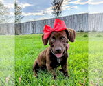 Small #1 Dachshund-Labrador Retriever Mix
