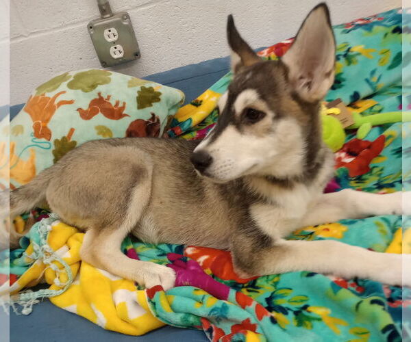Medium Photo #5 - Mix Puppy For Sale in York, SC, USA