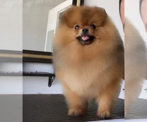 Father of the Pomeranian puppies born on 07/26/2025