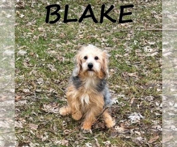 Medium Photo #2 YorkiePoo Puppy For Sale in HARTLAND, MN, USA