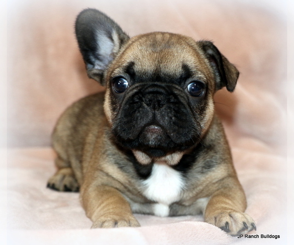 Medium Photo #16 French Bulldog Puppy For Sale in WINNSBORO, TX, USA