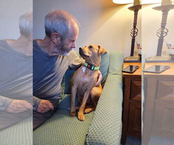 Medium Photo #8 Labrador Retriever-Unknown Mix Puppy For Sale in Holly Springs, NC, USA