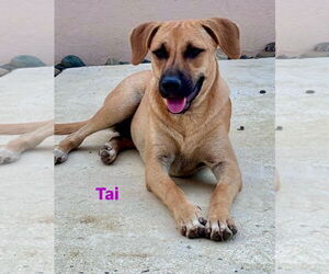 Mutt Dogs for adoption in Jefferson, NJ, USA