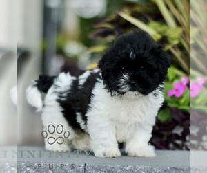 Zuchon Puppy for sale in GORDONVILLE, PA, USA