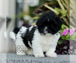 Small Zuchon