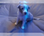 Small Photo #1 Shetland Sheepdog Puppy For Sale in REPUBLIC, MO, USA