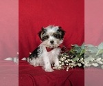 Small #5 Biewer Terrier-Maltese Mix