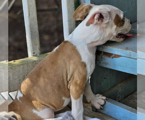 Medium Photo #23 American Pit Bull Terrier-Unknown Mix Puppy For Sale in Wakefield, RI, USA