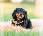 Small Photo #34 Dachshund Puppy For Sale in WARSAW, IN, USA