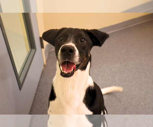 Medium Photo #2 Labrador Retriever Puppy For Sale in Low Moor, VA, USA