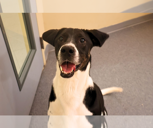 Luna - Female Labrador Retriever Dog for Adoption - Photo #2