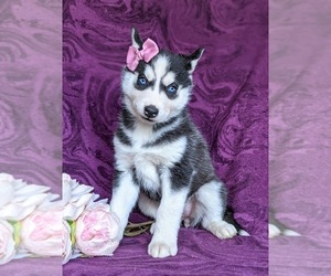 Siberian Husky Puppy for sale in CHRISTIANA, PA, USA