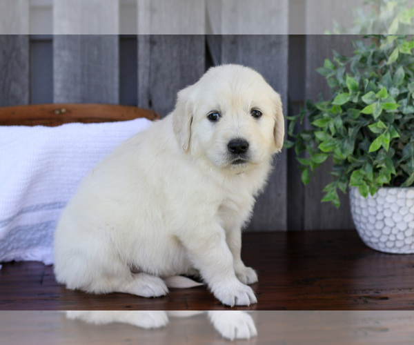 Medium Photo #3 English Cream Golden Retriever Puppy For Sale in NAPPANEE, IN, USA