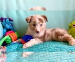 Small Photo #4 Miniature Australian Shepherd Puppy For Sale in BOUSE, AZ, USA