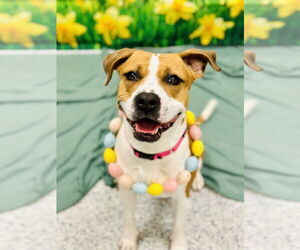 Mutt Dogs for adoption in Manahawkin, NJ, USA