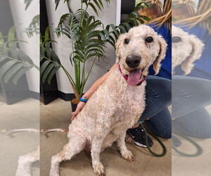 Mutt Dogs for adoption in Pierceton , IN, USA