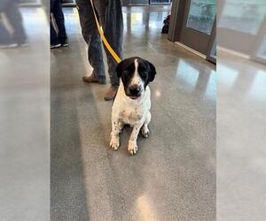 Great Pyrenees-Unknown Mix Dogs for adoption in San Martin, CA, USA