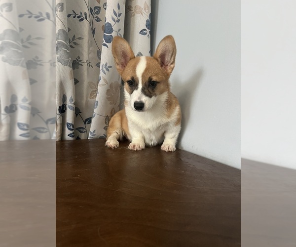 Medium Photo #10 Pembroke Welsh Corgi Puppy For Sale in DURHAM, CT, USA