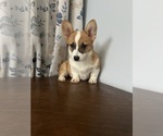 Small #9 Pembroke Welsh Corgi