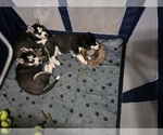 Small Photo #42 Siberian Husky Puppy For Sale in ALTON, IL, USA