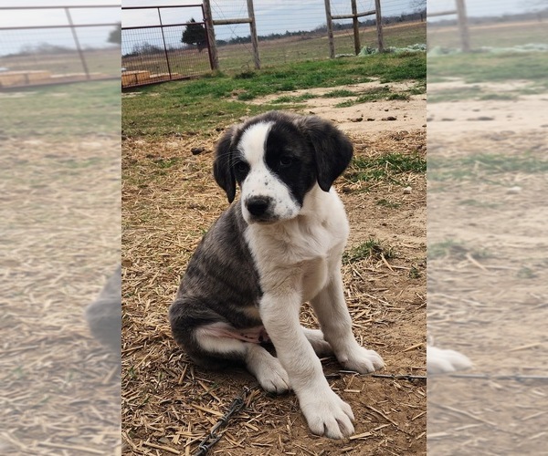 Medium Photo #28 Anatolian Shepherd Puppy For Sale in CUMBY, TX, USA