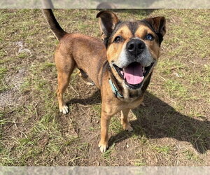 Black Mouth Cur-Unknown Mix Dogs for adoption in Ocala, FL, USA