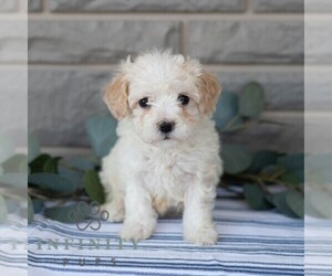 Poochon Puppy for sale in MIFFLINBURG, PA, USA