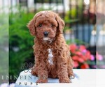Small #3 Cavapoo (Miniature)
