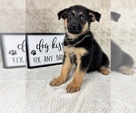 Small #6 German Shepherd Dog