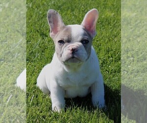 French Bulldog Puppy for sale in ROCK STREAM, NY, USA