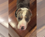 Small #3 American Bulldog Mix