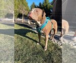 Small #14 American Pit Bull Terrier Mix