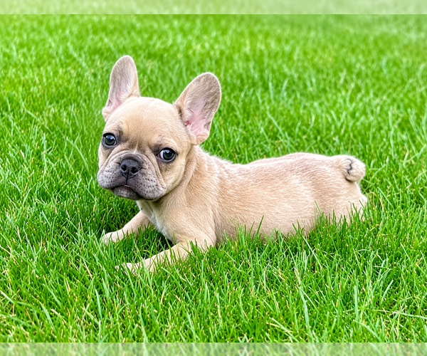 Medium Photo #7 French Bulldog Puppy For Sale in FAIR HAVEN, MI, USA