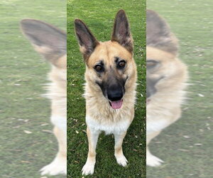 German Shepherd Dog Dogs for adoption in Texas City, TX, USA