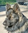Small Photo #9 German Shepherd Dog Puppy For Sale in CHICAGO HEIGHTS, IL, USA