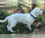 Small #4 Bagle Hound