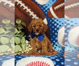 Cock-A-Poo Puppy for sale in KIRKWOOD, PA, USA