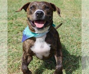 American Staffordshire Terrier Dogs for adoption in San Antonio, TX, USA
