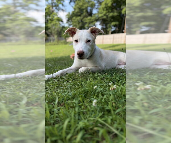 Medium Photo #9 Basenji-Labrador Retriever Mix Puppy For Sale in Brewster, NY, USA