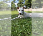 Small #8 Basenji-Labrador Retriever Mix