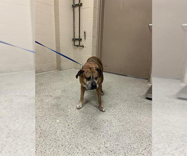 Medium Photo #1 Boxer-Unknown Mix Puppy For Sale in Conroe, TX, USA