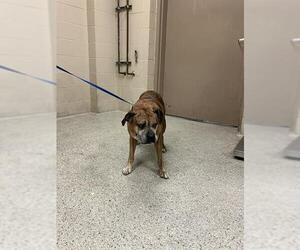 Boxer-Unknown Mix Dogs for adoption in Conroe, TX, USA