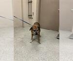 Small Boxer Mix