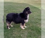 Small Photo #1 Aussiedoodle Toy Puppy For Sale in MILFORD, IN, USA
