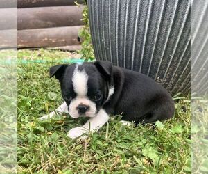 Boston Terrier Puppy for sale in ICKESBURG, PA, USA