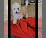 Small #1 Havanese