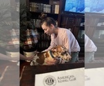 Small #9 Great Dane